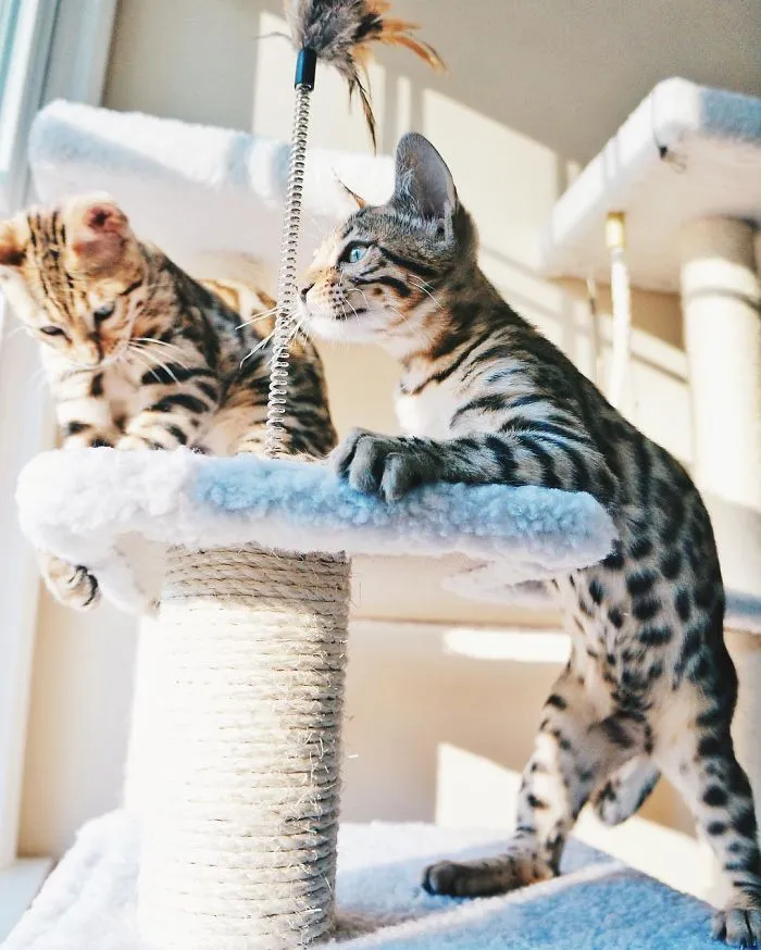 These Two Bengal Siblings Are Stealing The Hearts Of People On Instagram