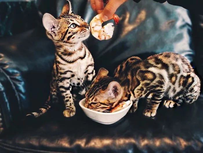 These Two Bengal Siblings Are Stealing The Hearts Of People On Instagram