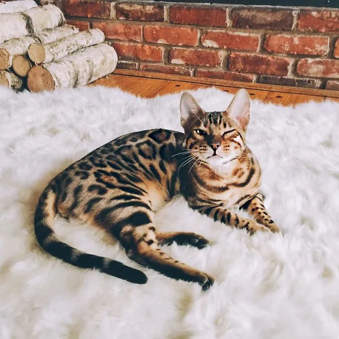These Two Bengal Siblings Are Stealing The Hearts Of People On Instagram