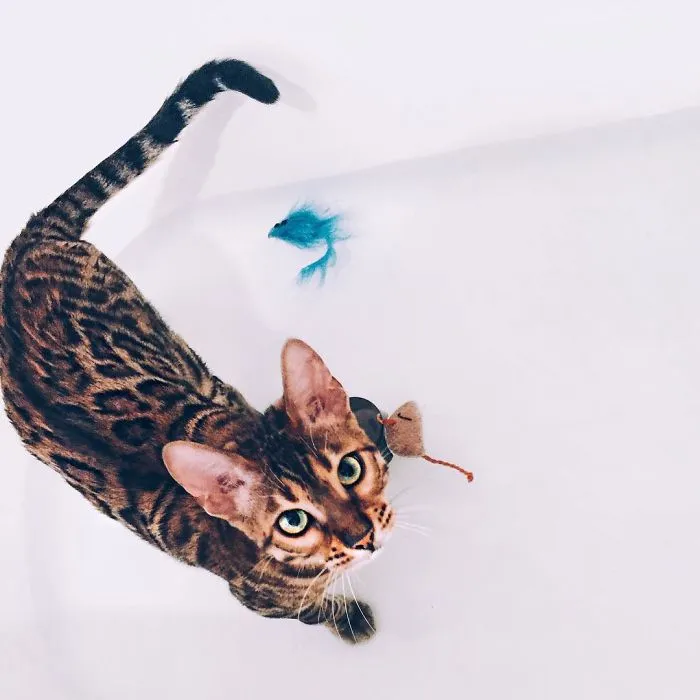 These Two Bengal Siblings Are Stealing The Hearts Of People On Instagram
