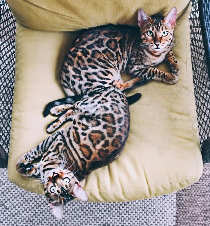 These Two Bengal Siblings Are Stealing The Hearts Of People On Instagram