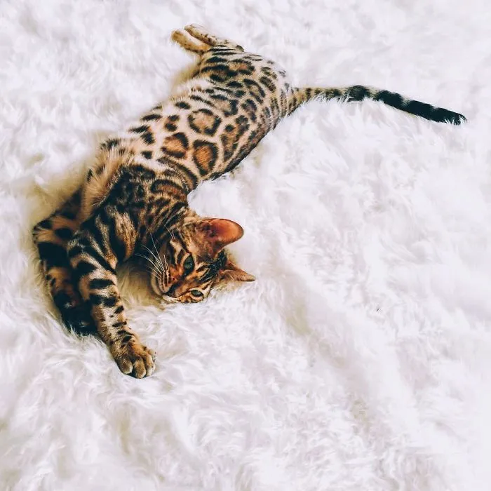 These Two Bengal Siblings Are Stealing The Hearts Of People On Instagram