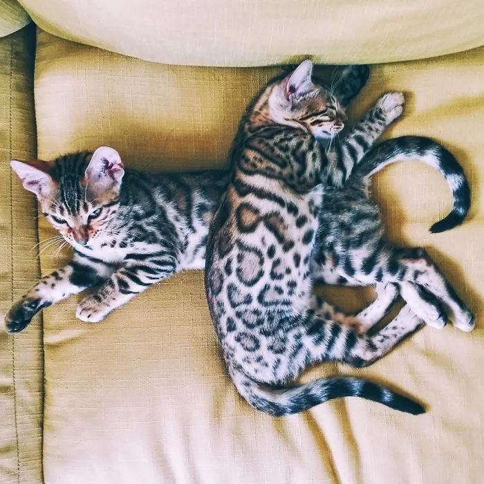 These Two Bengal Siblings Are Stealing The Hearts Of People On Instagram
