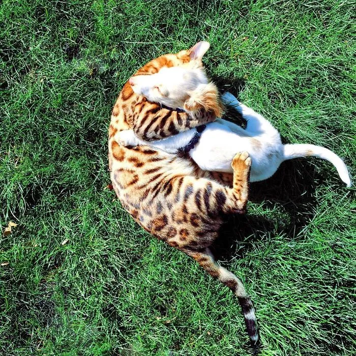 These Two Bengal Siblings Are Stealing The Hearts Of People On Instagram