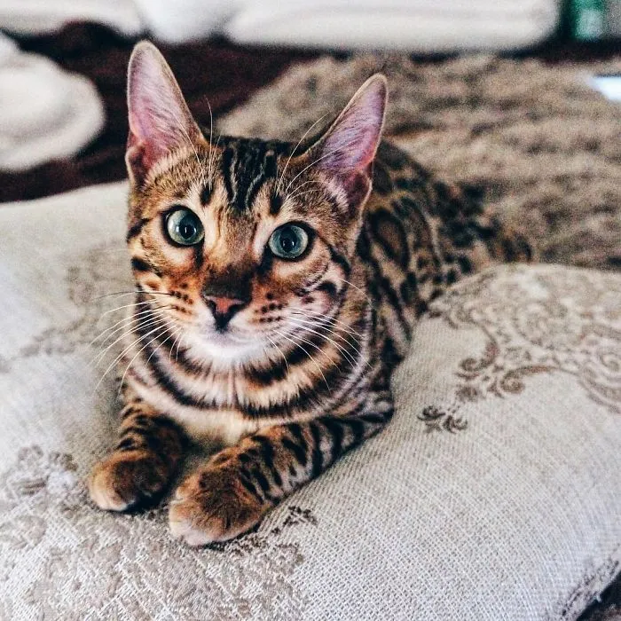 These Two Bengal Siblings Are Stealing The Hearts Of People On Instagram