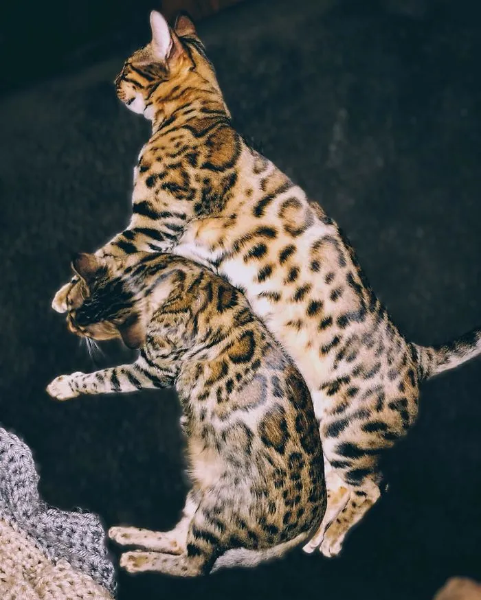 These Two Bengal Siblings Are Stealing The Hearts Of People On Instagram