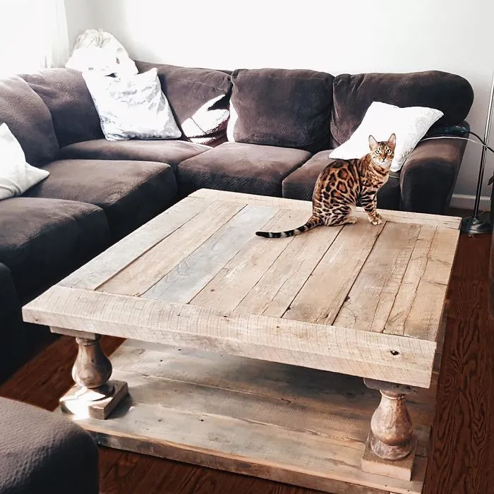 These Two Bengal Siblings Are Stealing The Hearts Of People On Instagram