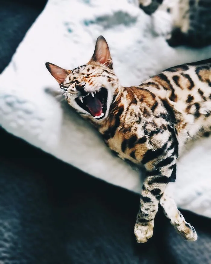 These Two Bengal Siblings Are Stealing The Hearts Of People On Instagram