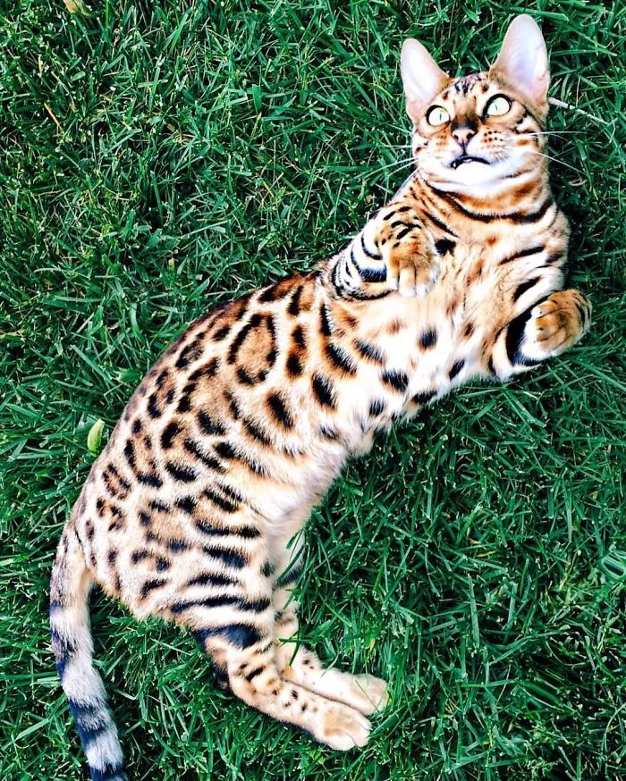 These Two Bengal Siblings Are Stealing The Hearts Of People On Instagram