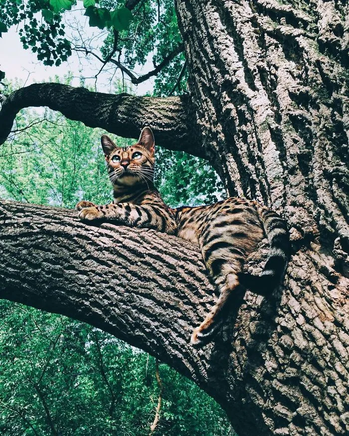 These Two Bengal Siblings Are Stealing The Hearts Of People On Instagram