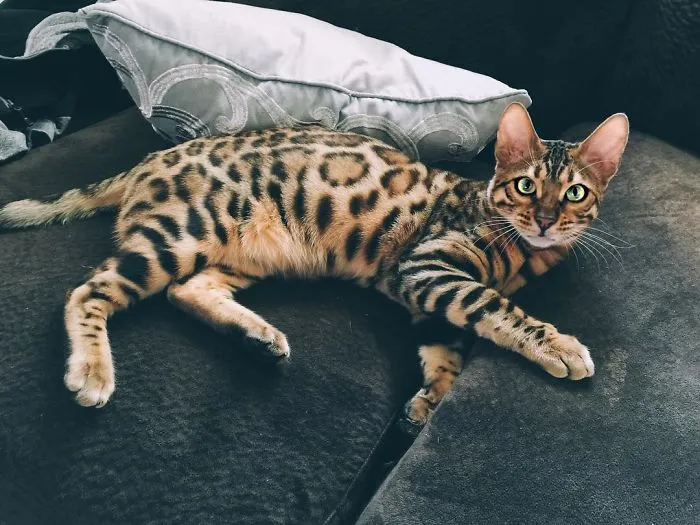 These Two Bengal Siblings Are Stealing The Hearts Of People On Instagram