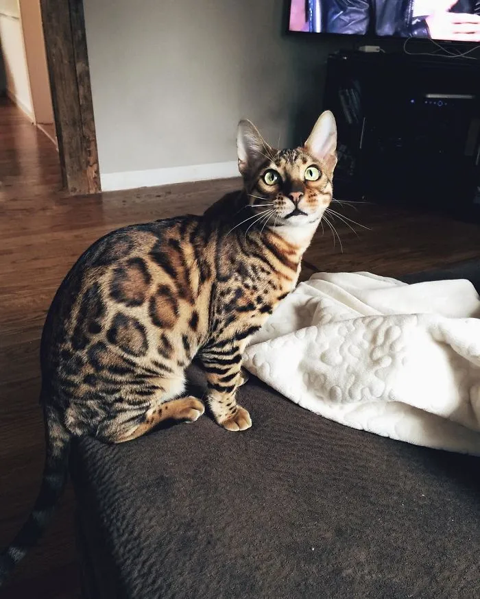 These Two Bengal Siblings Are Stealing The Hearts Of People On Instagram