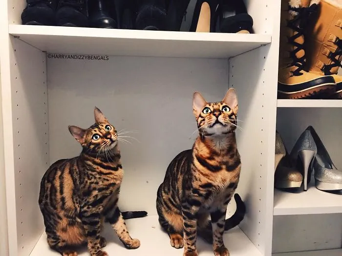 These Two Bengal Siblings Are Stealing The Hearts Of People On Instagram