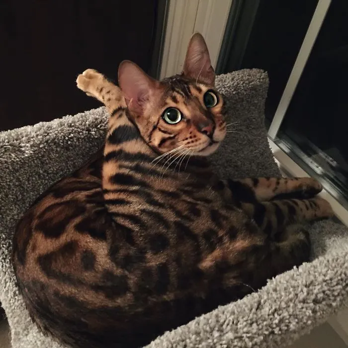 These Two Bengal Siblings Are Stealing The Hearts Of People On Instagram