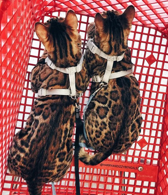 These Two Bengal Siblings Are Stealing The Hearts Of People On Instagram