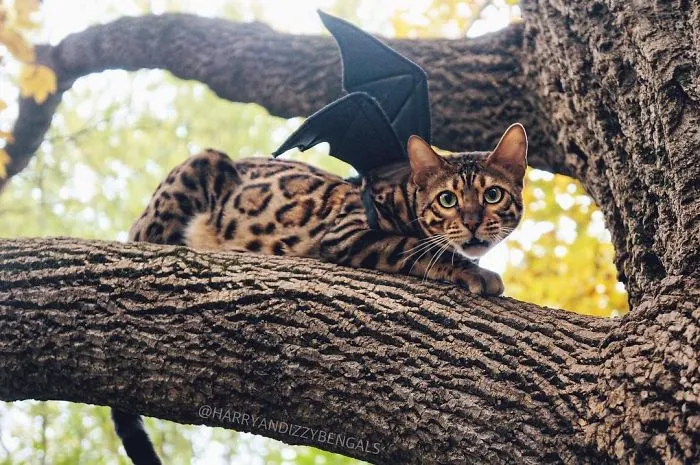 These Two Bengal Siblings Are Stealing The Hearts Of People On Instagram