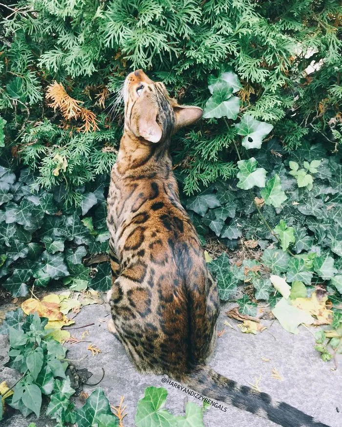 These Two Bengal Siblings Are Stealing The Hearts Of People On Instagram