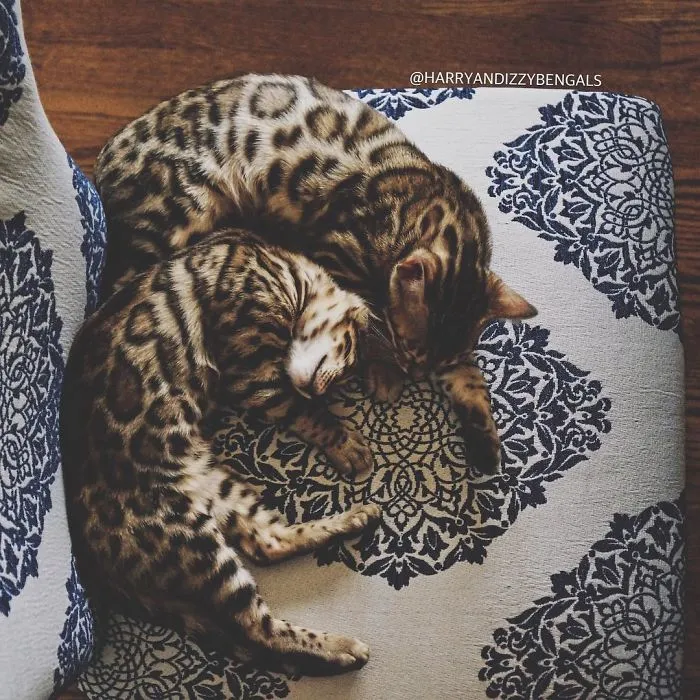 These Two Bengal Siblings Are Stealing The Hearts Of People On Instagram