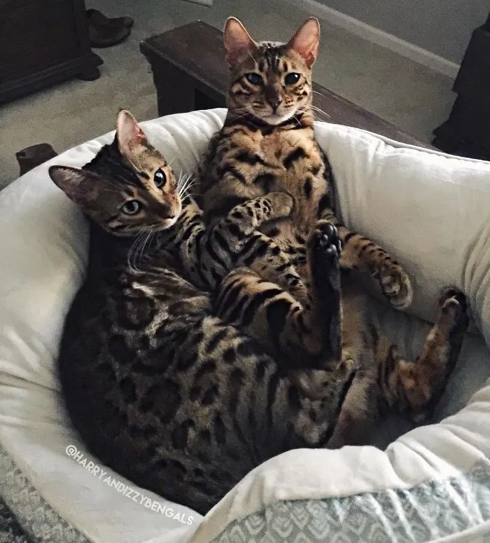 These Two Bengal Siblings Are Stealing The Hearts Of People On Instagram