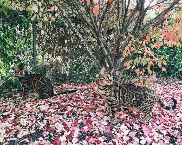 These Two Bengal Siblings Are Stealing The Hearts Of People On Instagram