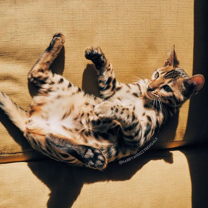 These Two Bengal Siblings Are Stealing The Hearts Of People On Instagram