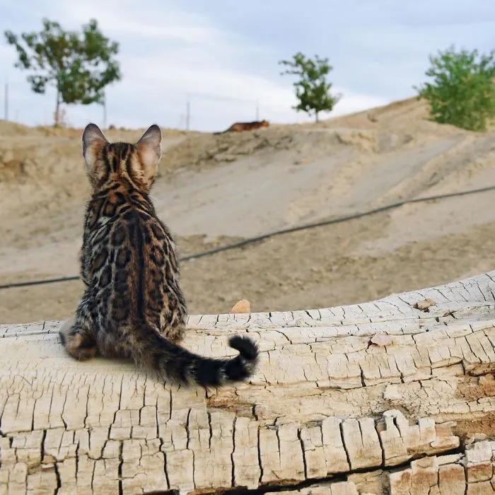 These Two Bengal Siblings Are Stealing The Hearts Of People On Instagram