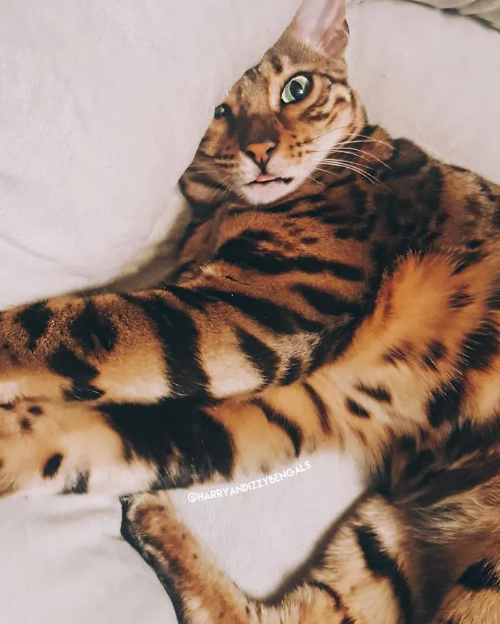 These Two Bengal Siblings Are Stealing The Hearts Of People On Instagram