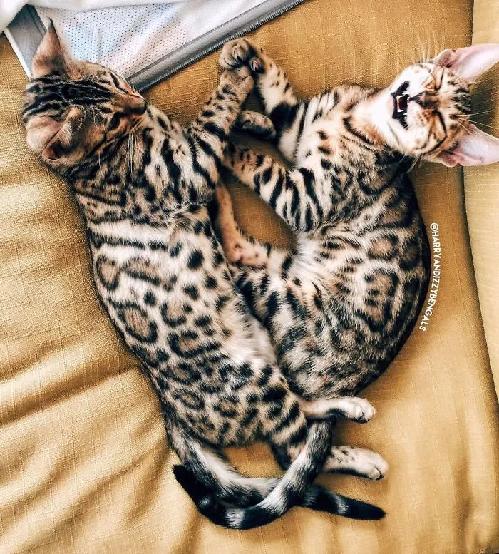 These Two Bengal Siblings Are Stealing The Hearts Of People On Instagram