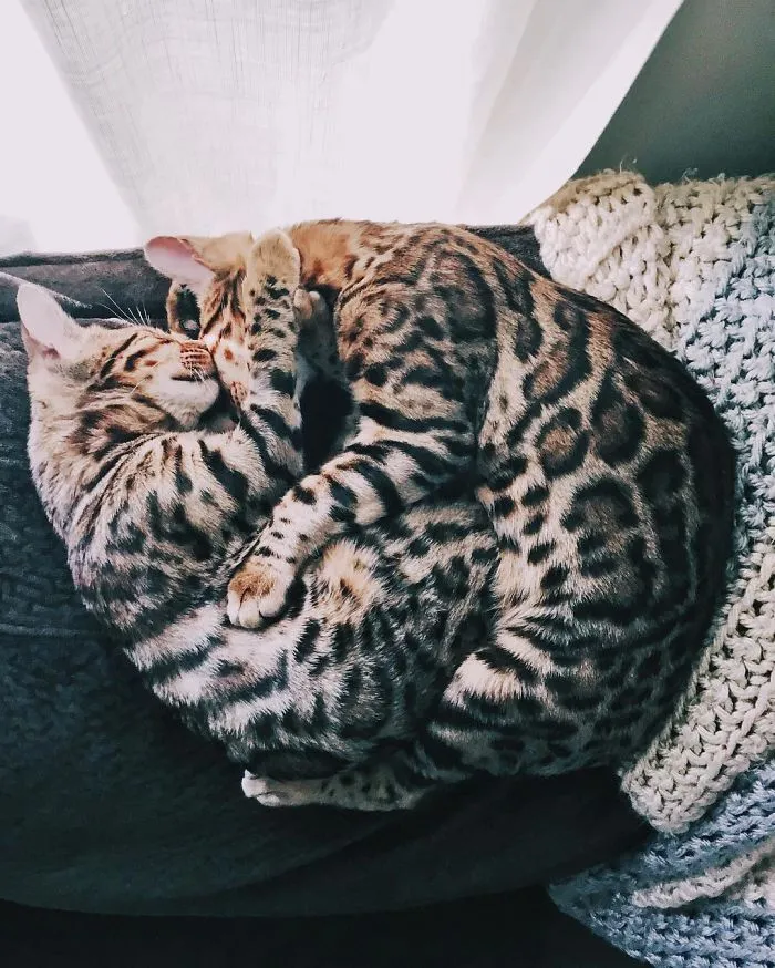 These Two Bengal Siblings Are Stealing The Hearts Of People On Instagram