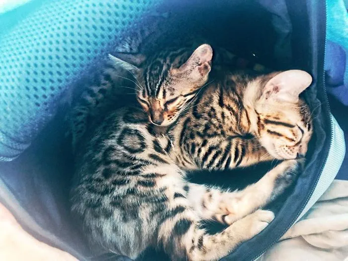 These Two Bengal Siblings Are Stealing The Hearts Of People On Instagram