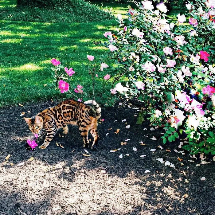 These Two Bengal Siblings Are Stealing The Hearts Of People On Instagram
