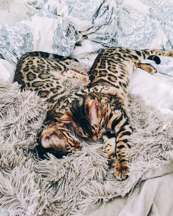 These Two Bengal Siblings Are Stealing The Hearts Of People On Instagram