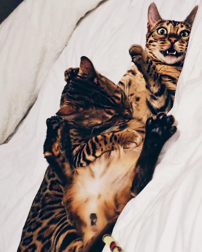 These Two Bengal Siblings Are Stealing The Hearts Of People On Instagram