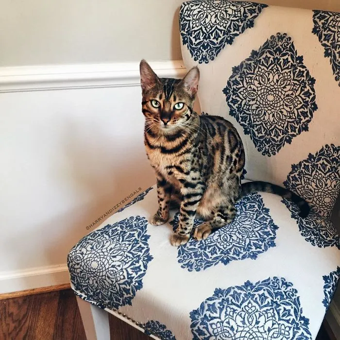 These Two Bengal Siblings Are Stealing The Hearts Of People On Instagram