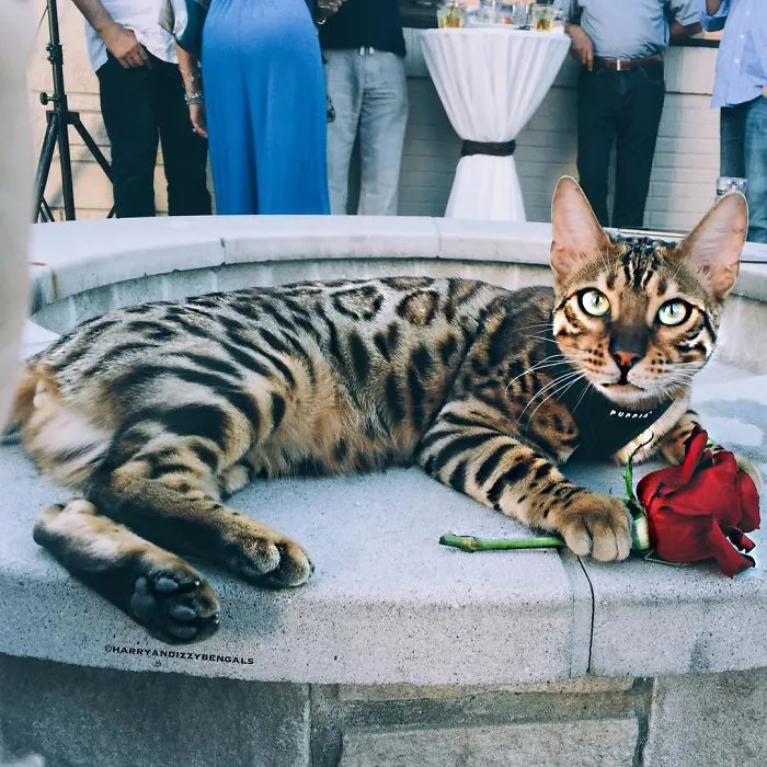 These Two Bengal Siblings Are Stealing The Hearts Of People On Instagram