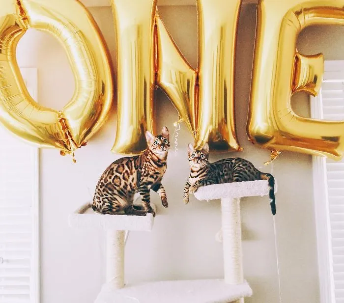 These Two Bengal Siblings Are Stealing The Hearts Of People On Instagram