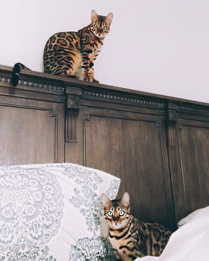 These Two Bengal Siblings Are Stealing The Hearts Of People On Instagram