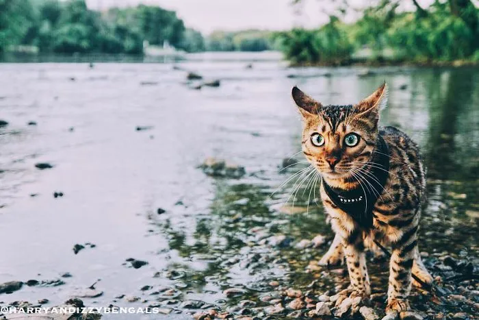 These Two Bengal Siblings Are Stealing The Hearts Of People On Instagram