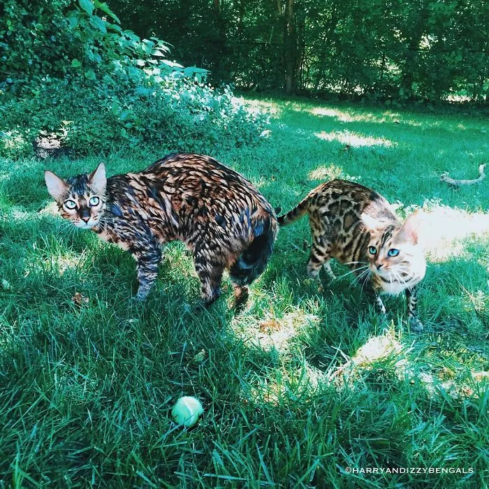 These Two Bengal Siblings Are Stealing The Hearts Of People On Instagram