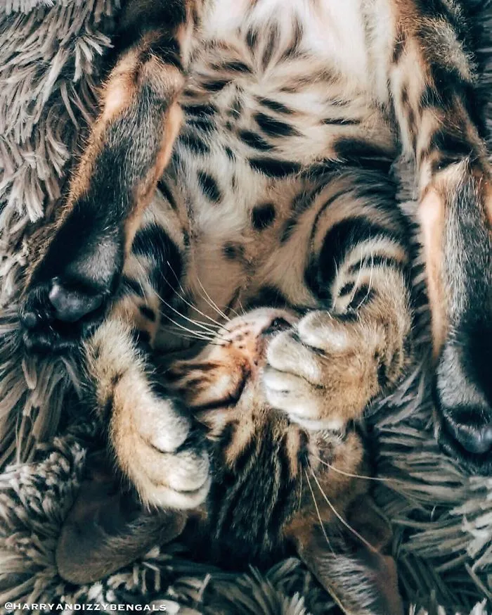 These Two Bengal Siblings Are Stealing The Hearts Of People On Instagram