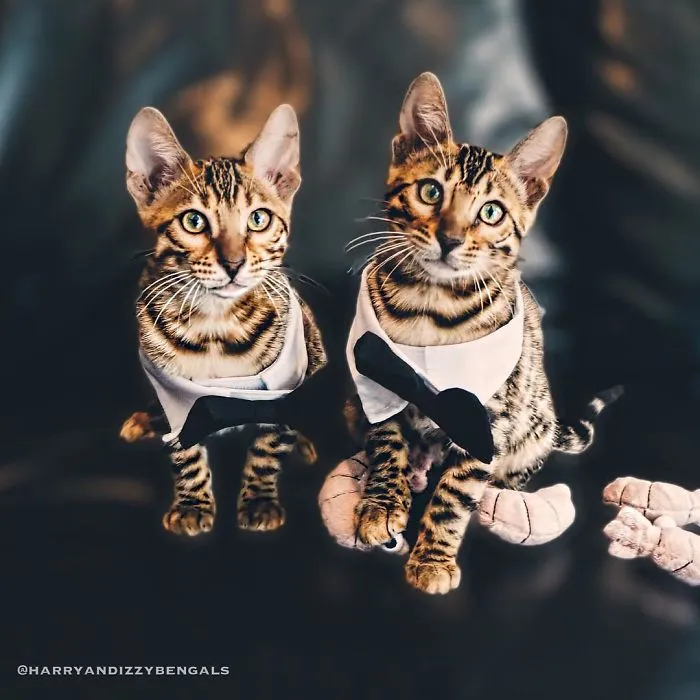 These Two Bengal Siblings Are Stealing The Hearts Of People On Instagram