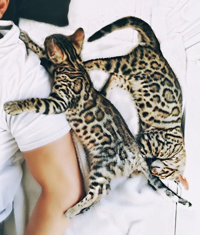 These Two Bengal Siblings Are Stealing The Hearts Of People On Instagram