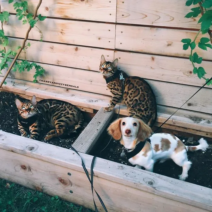 These Two Bengal Siblings Are Stealing The Hearts Of People On Instagram
