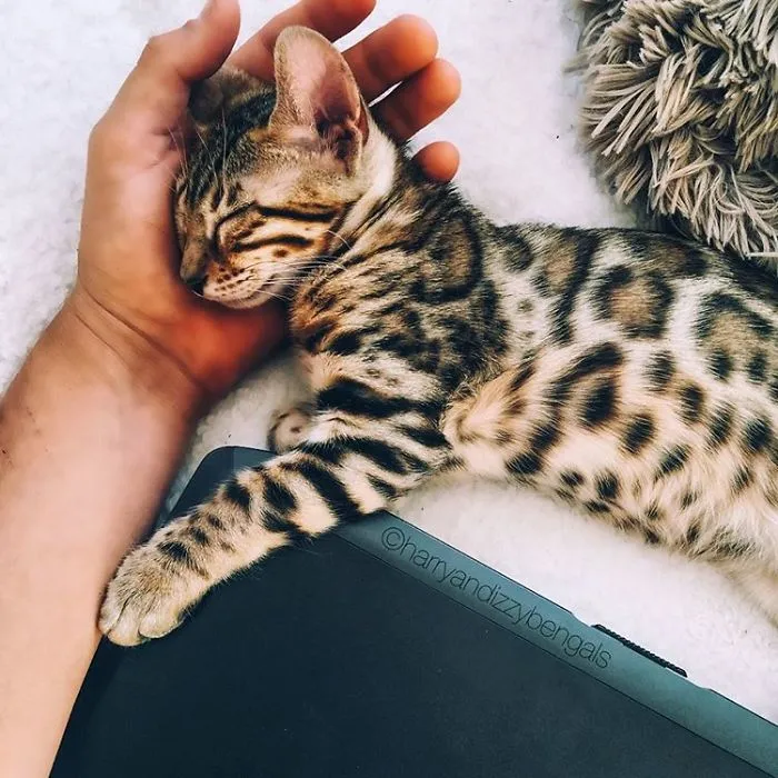 These Two Bengal Siblings Are Stealing The Hearts Of People On Instagram