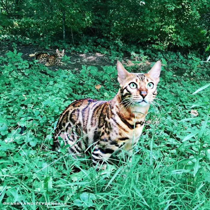 These Two Bengal Siblings Are Stealing The Hearts Of People On Instagram