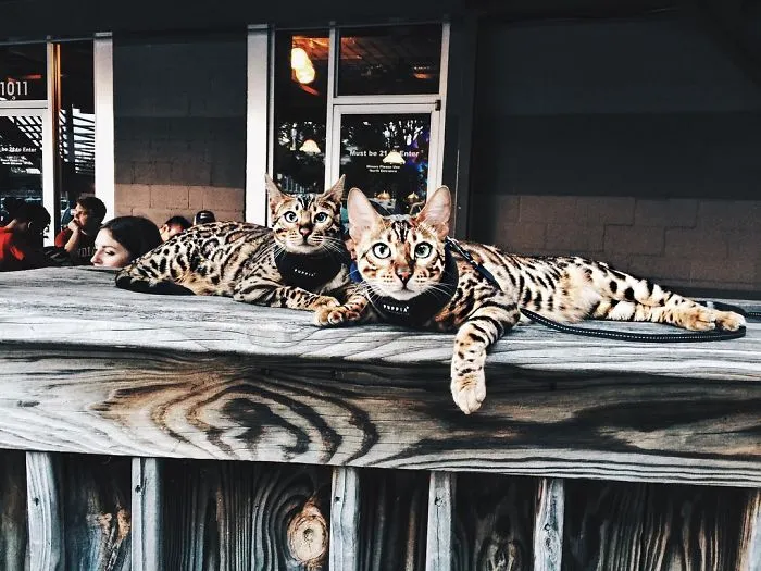 These Two Bengal Siblings Are Stealing The Hearts Of People On Instagram
