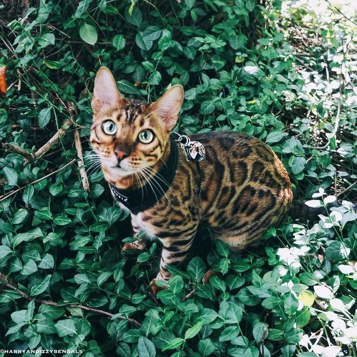 These Two Bengal Siblings Are Stealing The Hearts Of People On Instagram