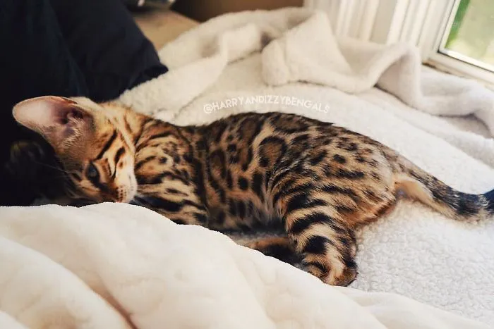 These Two Bengal Siblings Are Stealing The Hearts Of People On Instagram
