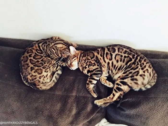 These Two Bengal Siblings Are Stealing The Hearts Of People On Instagram