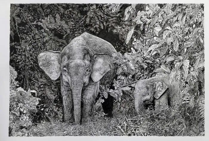 Borneo Elephant